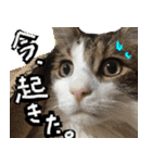 うちの猫ブルー（個別スタンプ：5）