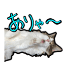 うちの猫ブルー（個別スタンプ：6）