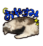 うちの猫ブルー（個別スタンプ：7）