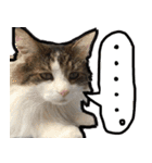 うちの猫ブルー（個別スタンプ：8）