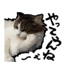 うちの猫ブルー（個別スタンプ：9）