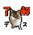 うちの猫ブルー（個別スタンプ：10）