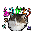 うちの猫ブルー（個別スタンプ：11）