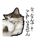 うちの猫ブルー（個別スタンプ：12）
