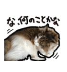 うちの猫ブルー（個別スタンプ：13）