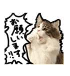 うちの猫ブルー（個別スタンプ：15）