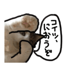 うちの猫ブルー（個別スタンプ：16）