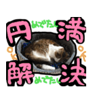 うちの猫ブルー（個別スタンプ：18）