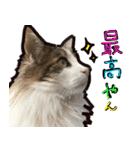 うちの猫ブルー（個別スタンプ：20）
