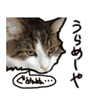 うちの猫ブルー（個別スタンプ：22）