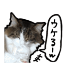 うちの猫ブルー（個別スタンプ：23）