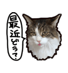 うちの猫ブルー（個別スタンプ：24）