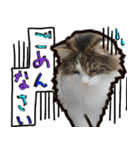 うちの猫ブルー（個別スタンプ：25）