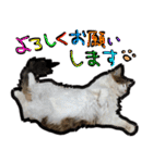 うちの猫ブルー（個別スタンプ：26）