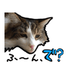 うちの猫ブルー（個別スタンプ：27）