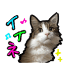 うちの猫ブルー（個別スタンプ：28）
