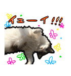 うちの猫ブルー（個別スタンプ：29）