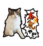 うちの猫ブルー（個別スタンプ：30）