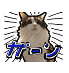 うちの猫ブルー（個別スタンプ：34）