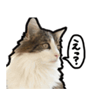 うちの猫ブルー（個別スタンプ：35）