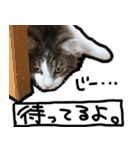 うちの猫ブルー（個別スタンプ：36）