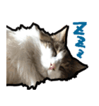 うちの猫ブルー（個別スタンプ：37）