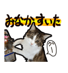 うちの猫ブルー（個別スタンプ：38）