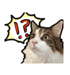 うちの猫ブルー（個別スタンプ：39）