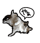 うちの猫ブルー（個別スタンプ：40）