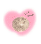 ほんわか、ふたごのこねこちゃん（個別スタンプ：5）