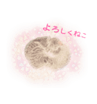 ほんわか、ふたごのこねこちゃん（個別スタンプ：6）