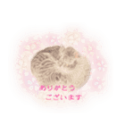 ほんわか、ふたごのこねこちゃん（個別スタンプ：16）