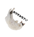 愛猫様です（個別スタンプ：2）