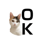 愛猫様です（個別スタンプ：3）