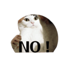 愛猫様です（個別スタンプ：4）