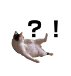 愛猫様です（個別スタンプ：5）