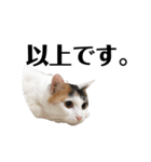 愛猫様です（個別スタンプ：6）