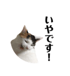 愛猫様です（個別スタンプ：7）