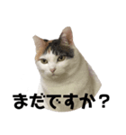 愛猫様です（個別スタンプ：10）