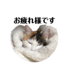 愛猫様です（個別スタンプ：11）