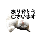 愛猫様です（個別スタンプ：12）