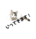 愛猫様です（個別スタンプ：14）
