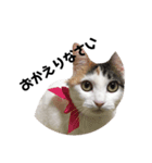 愛猫様です（個別スタンプ：15）