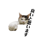 愛猫様です（個別スタンプ：16）