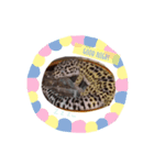 レオパのギドラさん。（個別スタンプ：1）