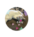 ひなぽんこめむぎ（個別スタンプ：3）