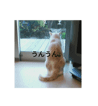 ひなぽんこめむぎ（個別スタンプ：5）