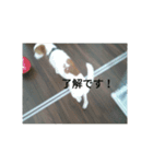ひなぽんこめむぎ（個別スタンプ：6）