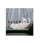 ひなぽんこめむぎ（個別スタンプ：8）