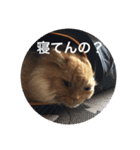 しまねこ2（個別スタンプ：2）